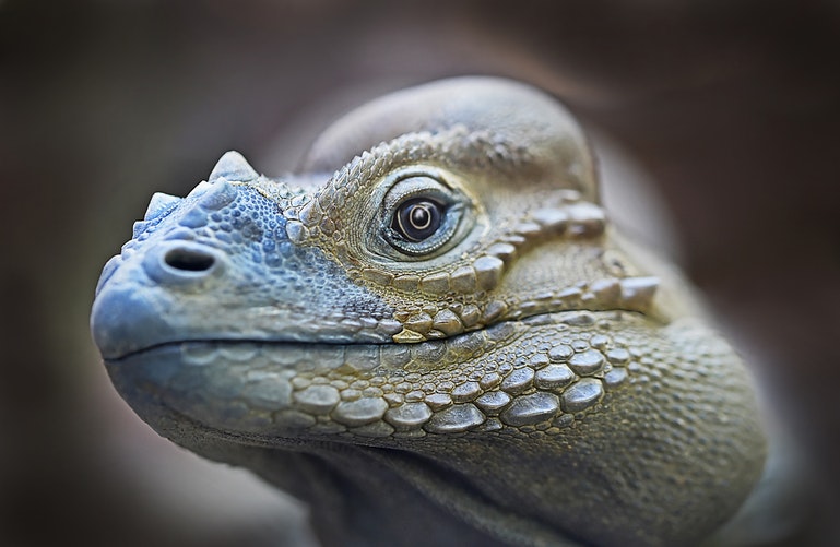 a peaceful iguana