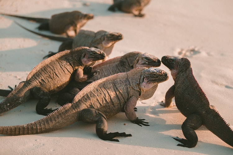 some iguanas in the floor meeting themself